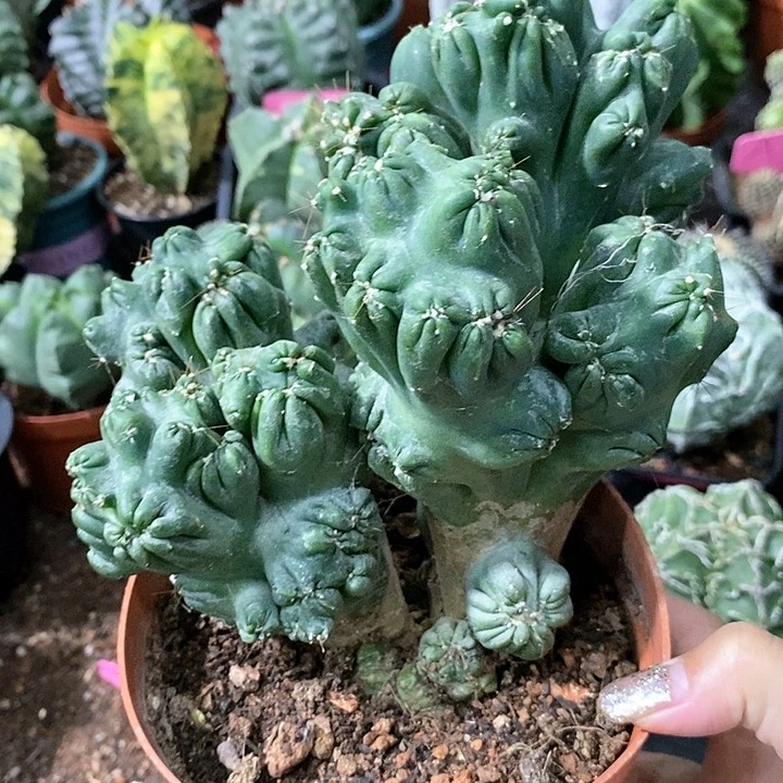 花花草草花花草草