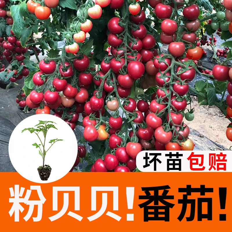 粉贝贝番茄种苗西红柿秧苗圣女果番茄苗春季四季夏秋冬矮生番茄苗