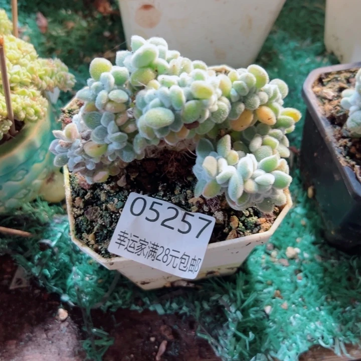 幸运的人是我自己吧