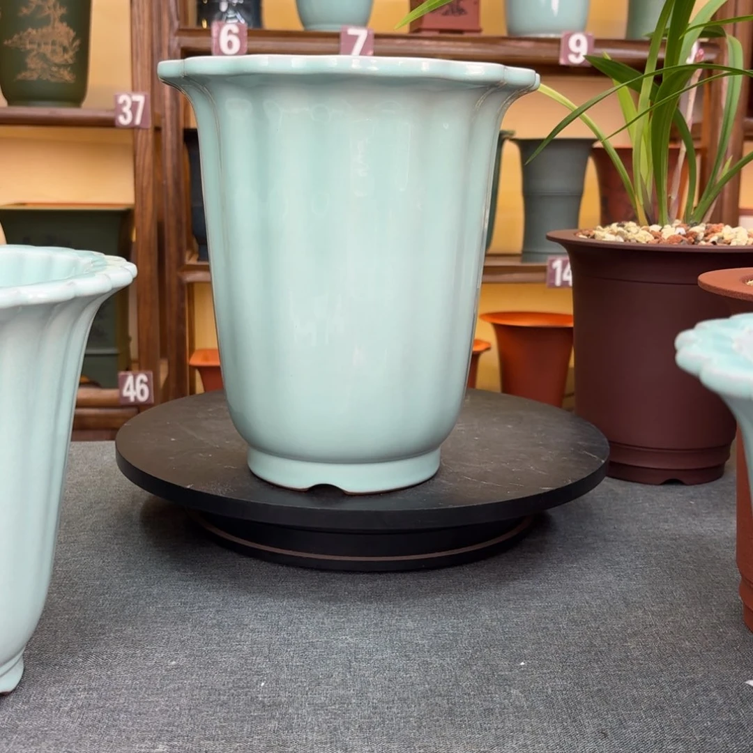 紫砂花盆黔****）兰花455599999666