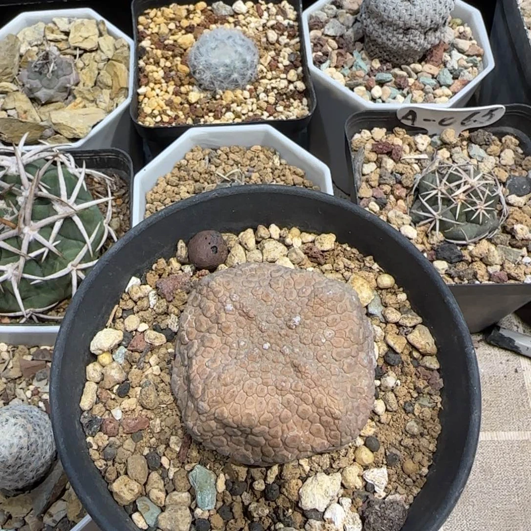 幸***_0502实生4.5厘米四方凝蹄玉多肉