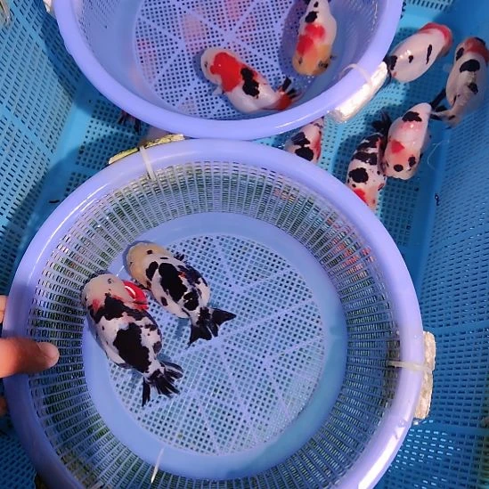 夏***冬金鱼028兰寿两只特价顺丰包邮