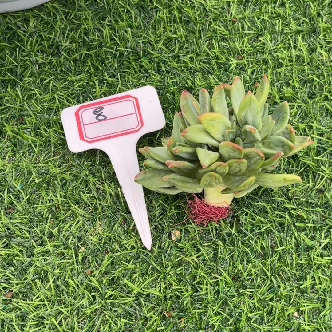 清***月海洋之歌缀多肉植物8