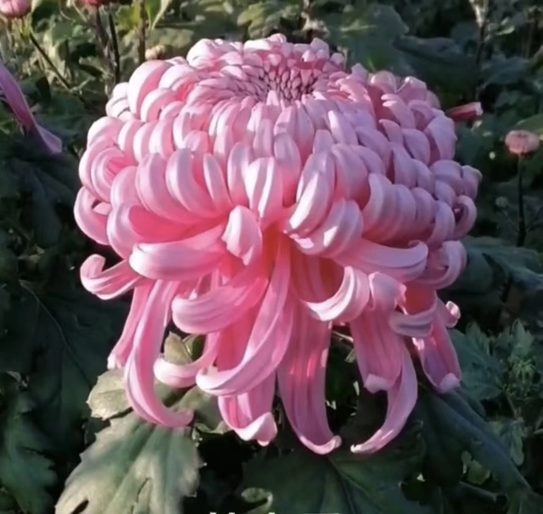 【兼六香】超大花菊花盆栽大花多年生耐寒好养花卉带花苞发货