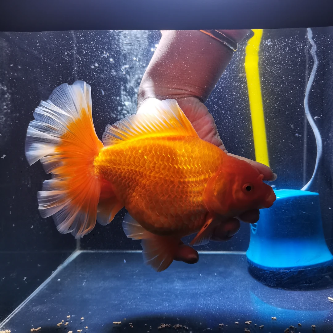 泰狮兰寿鱼场买鱼专用链接！拍前咨询直播间或者联系客服