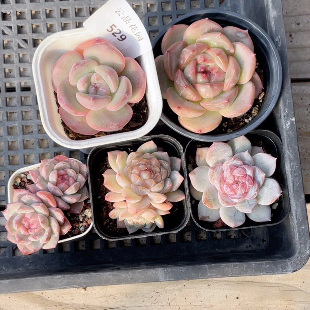 529号糖心冰心珍妮5