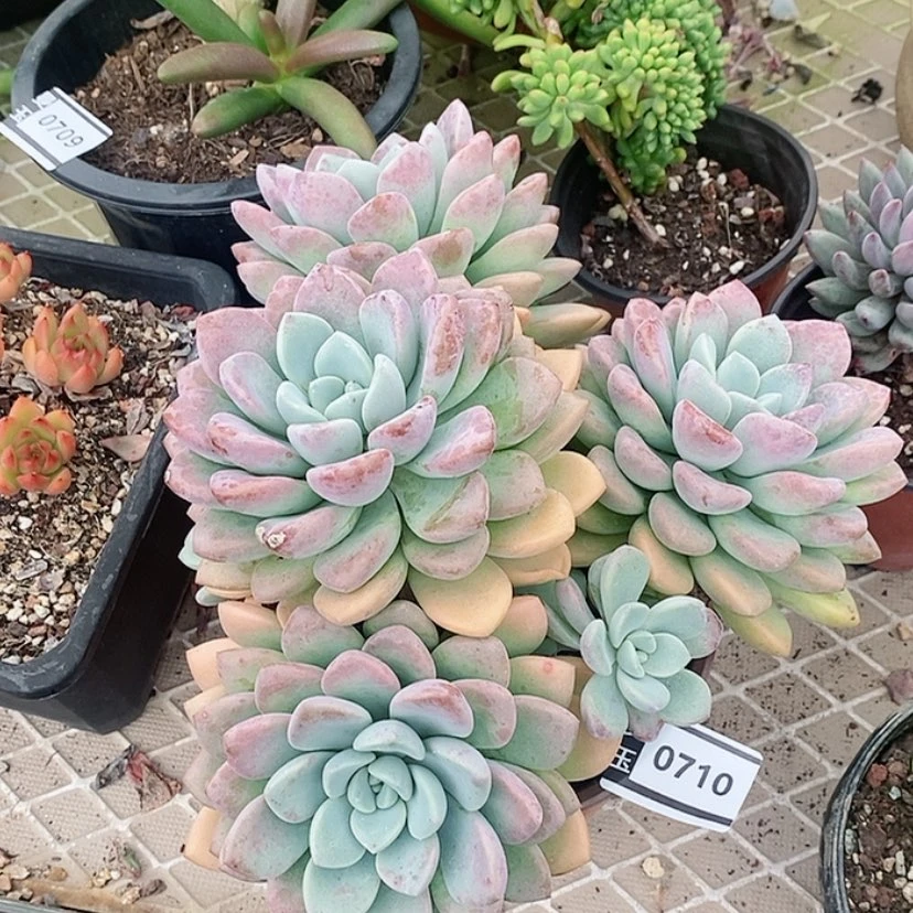 【闪购商品】花斑鹿0710