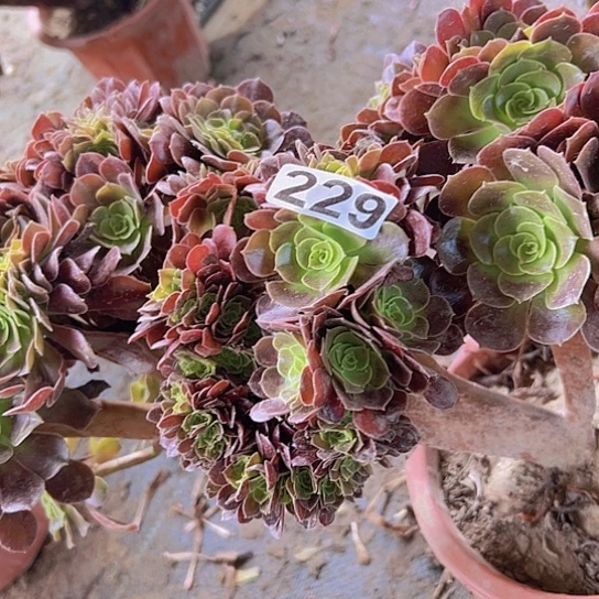 雪***使多肉植物一个欧子