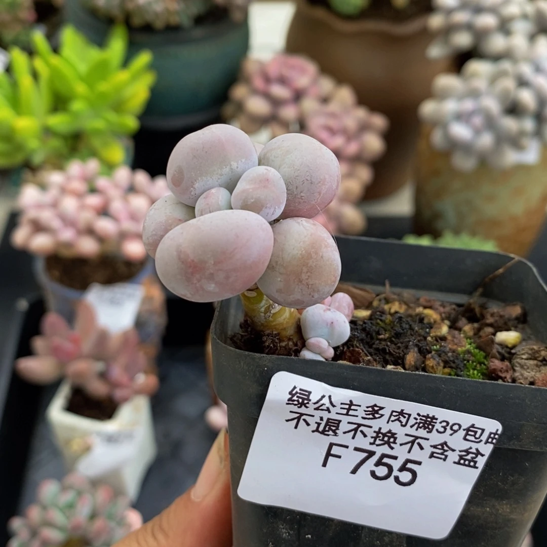 755橙奶3cm多肉植物