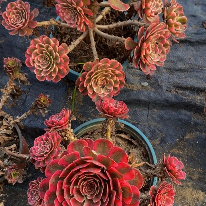 完全开放白月光加潘帕斯一组多肉植物