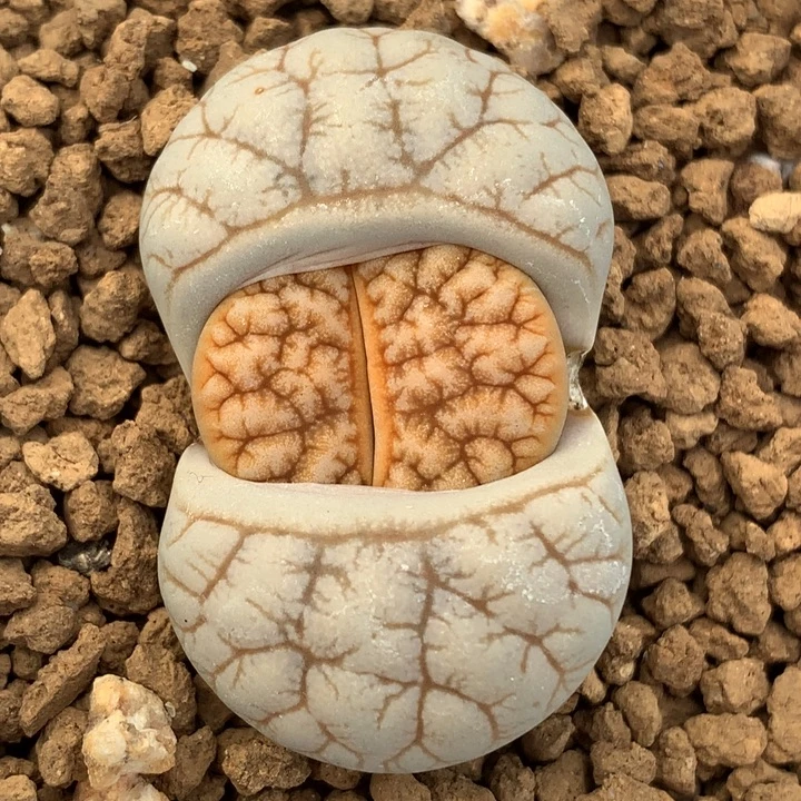 精品多肉植物精品多肉