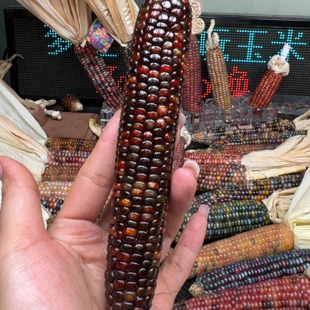 柏香籽/百香籽吊坠龙*