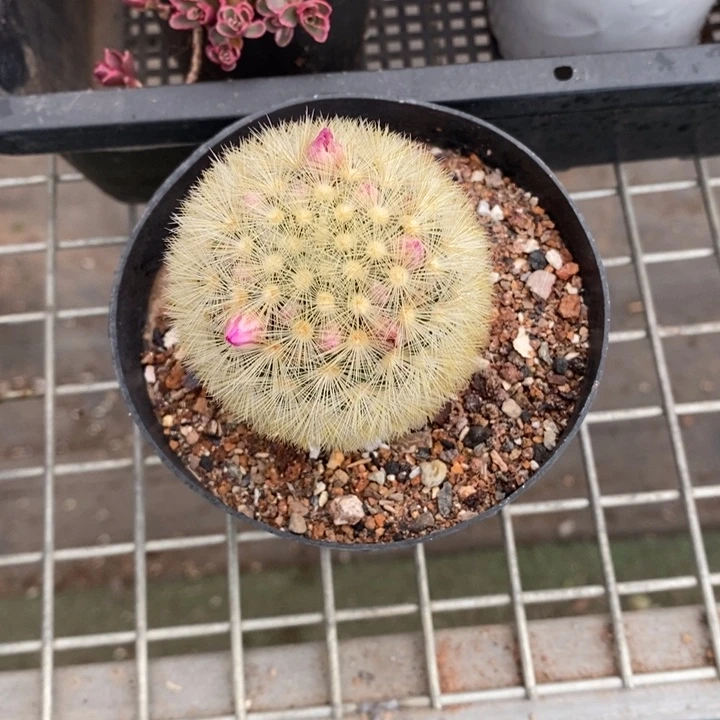 7**条伯克利和格蕾纳等著名的音乐