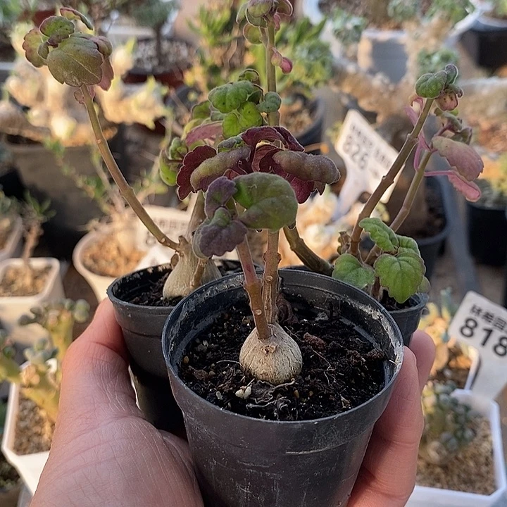 850爱是延命草一一带盆3颗