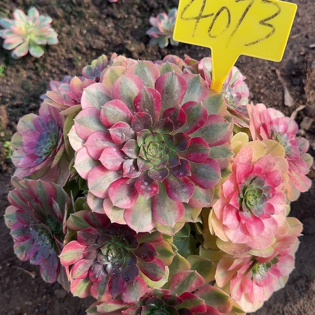 4073---雨荷多头多肉植物