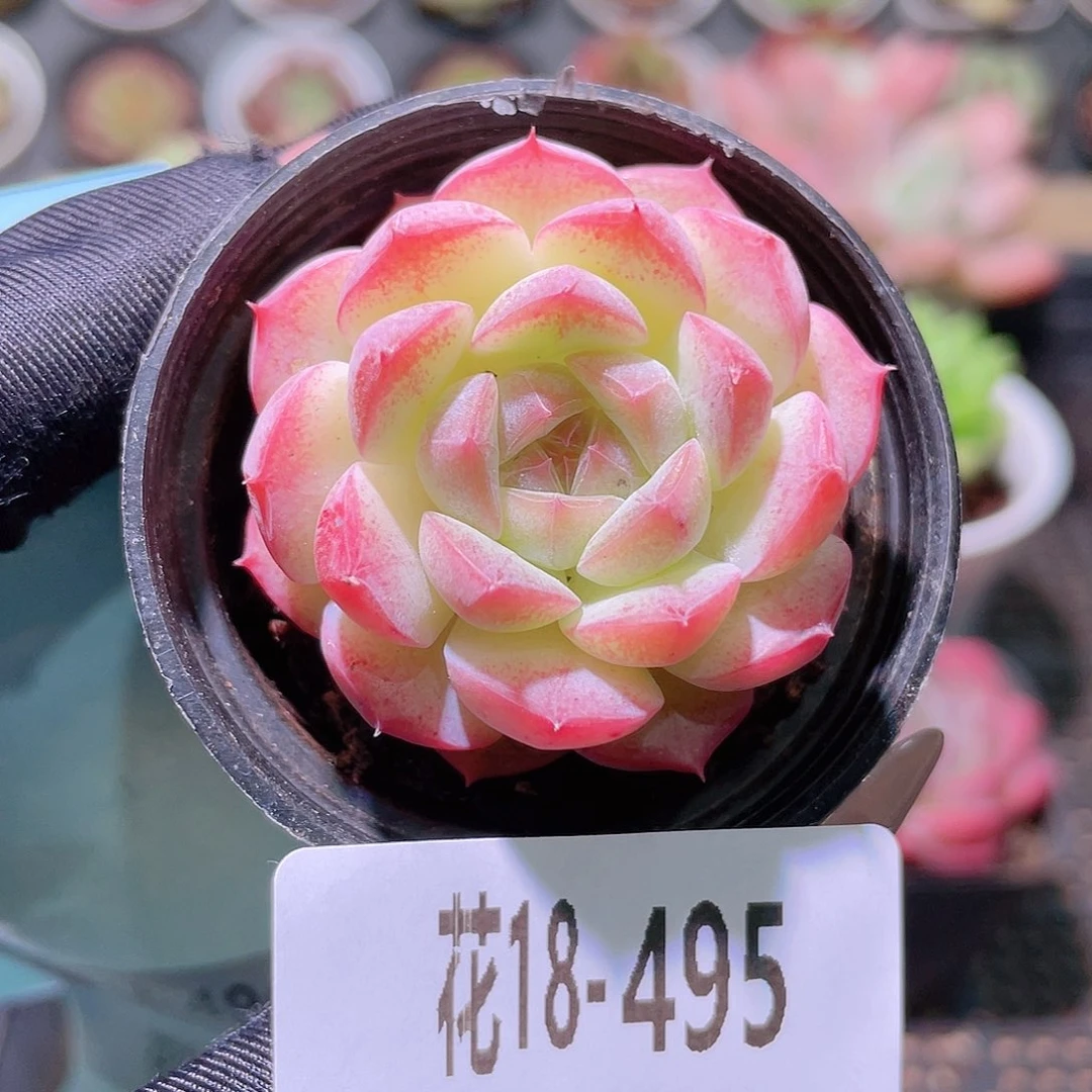 花利美18-495白桃汽水