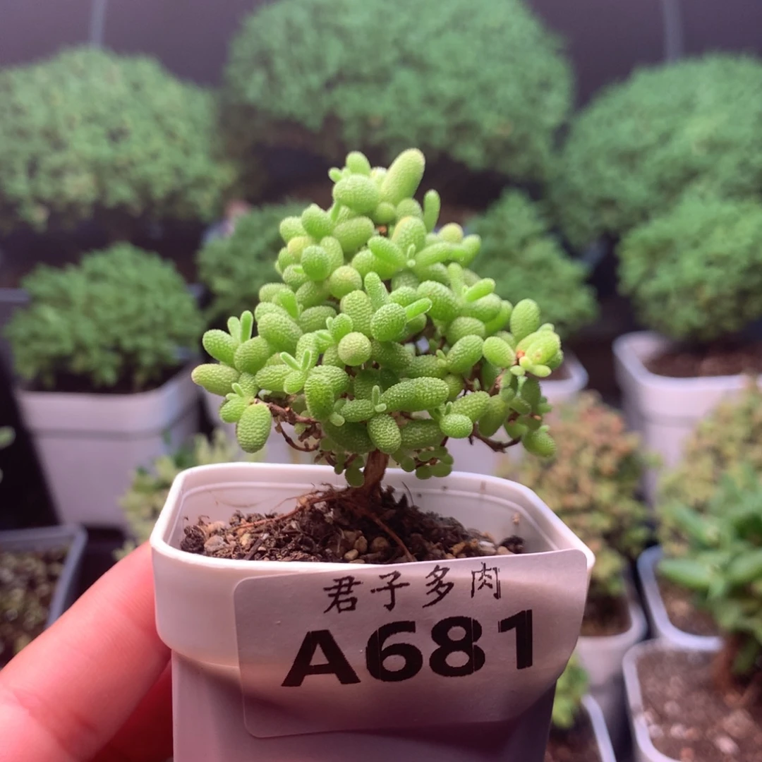681蜜橘。