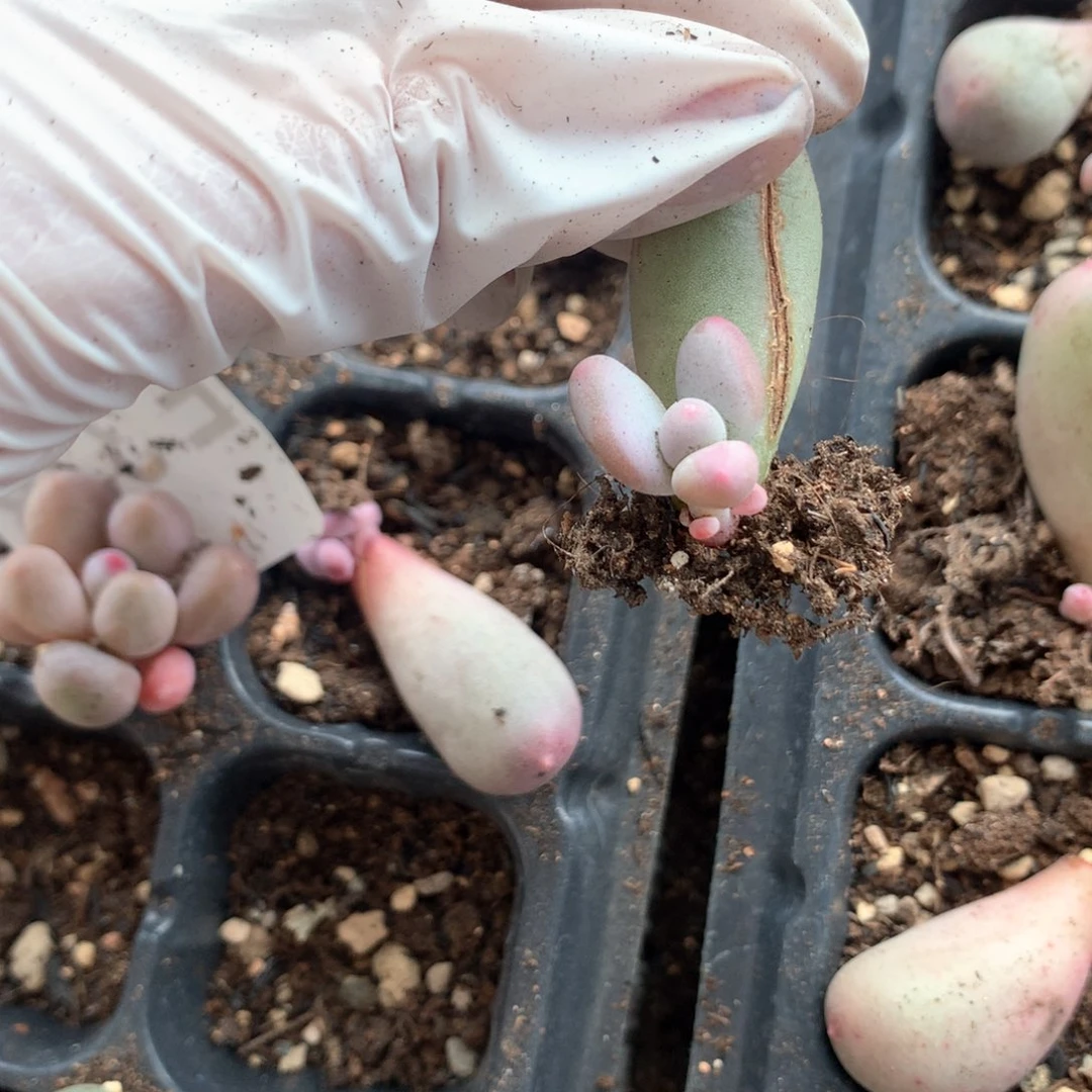 米可奶酪的多肉瑕疵特价