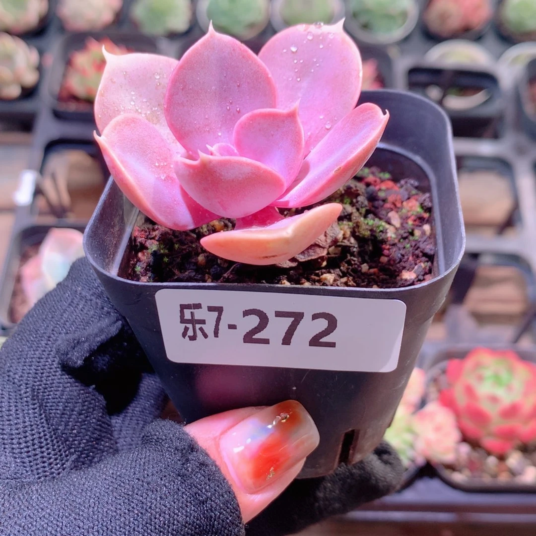 乐然7-272 紫珍珠