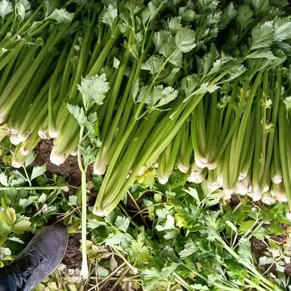 首都饮用水源地安心芹菜 现摘现发