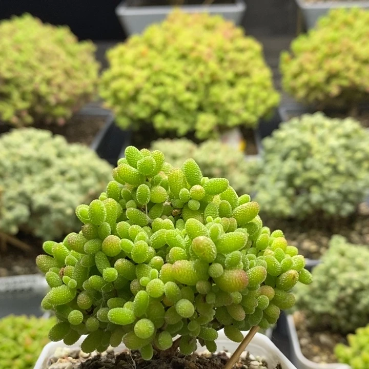 蜜橘糖球6727枝干番杏