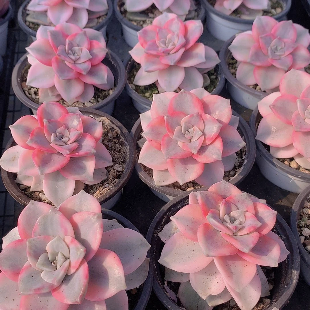 紫乐锦2356789990000000