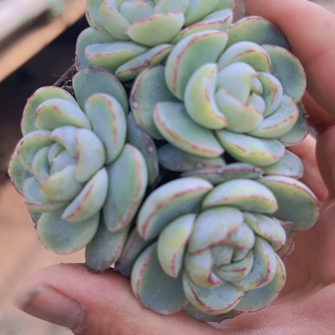 胖虎群4个19包邮多肉