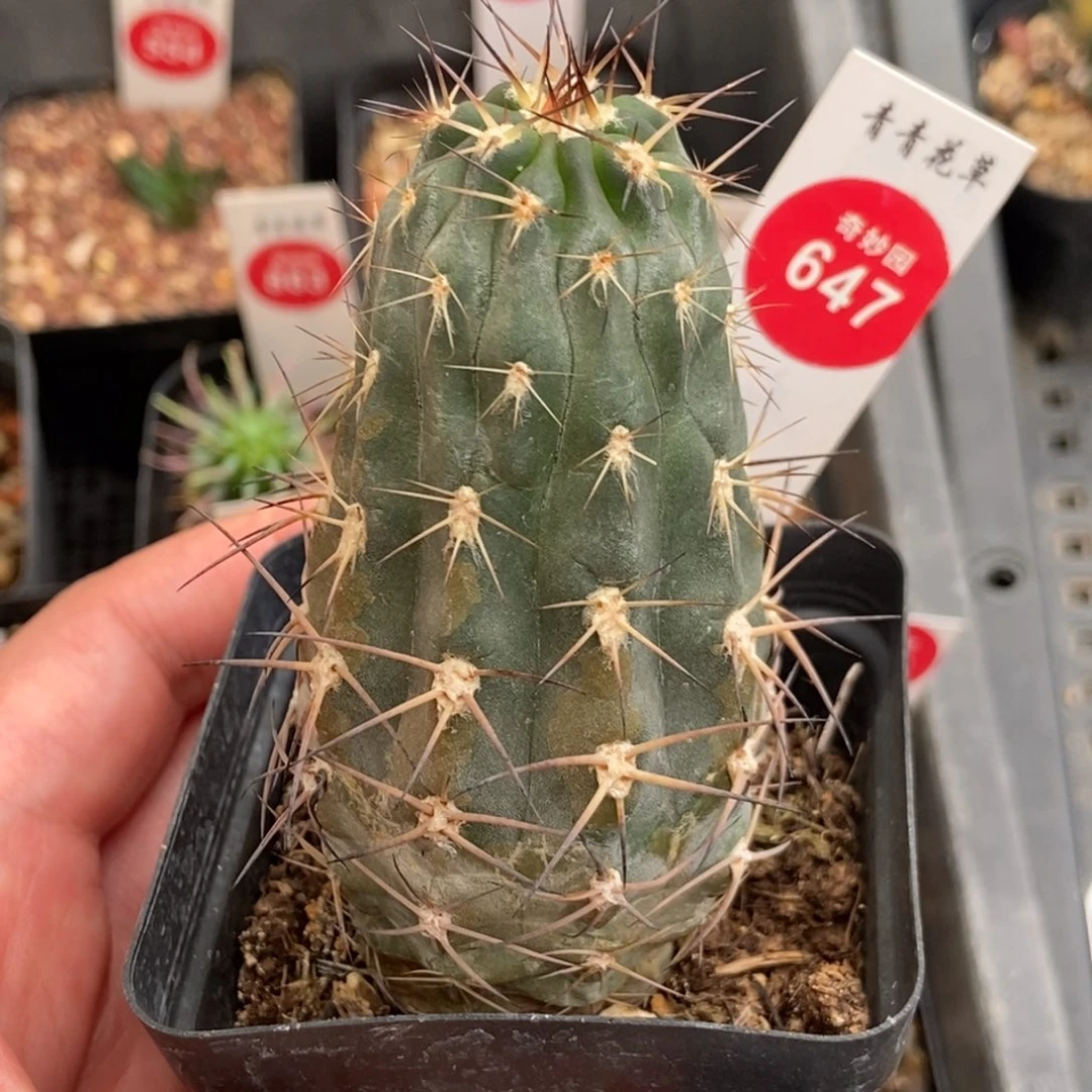 实生上蜡阿寒玉4.1cm
