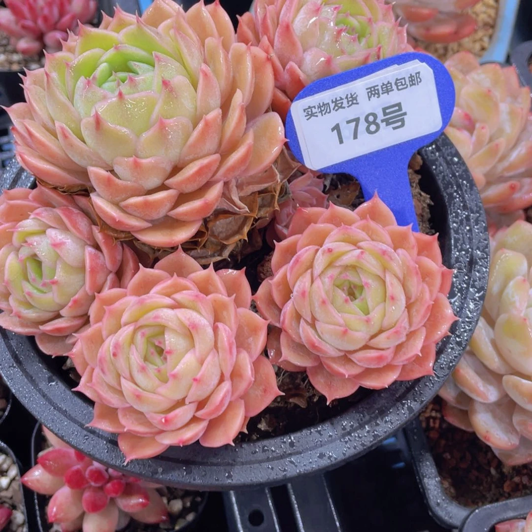 178号 老桩全状态昂斯诺大群一个