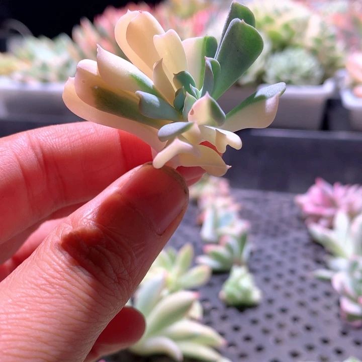 特玉莲锦砍头无根