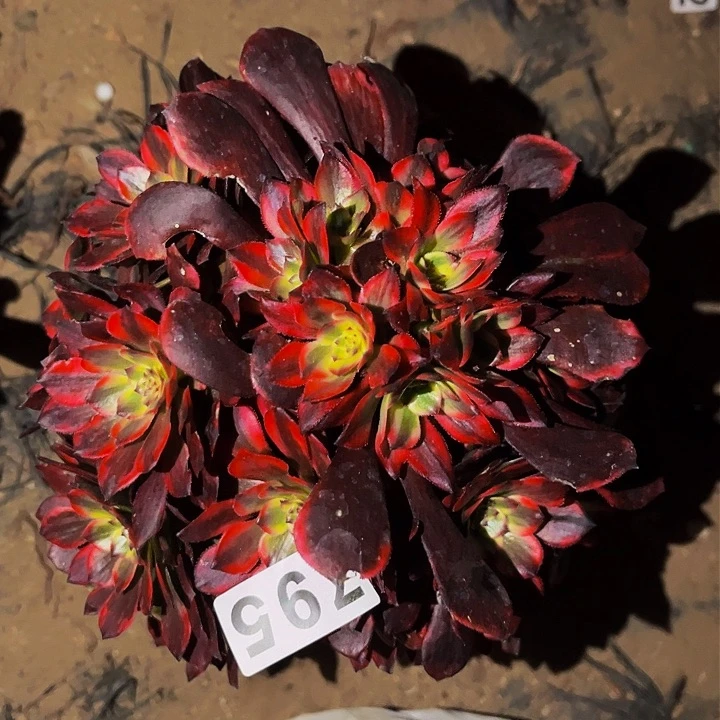 795火烧云多肉植物处理不售后