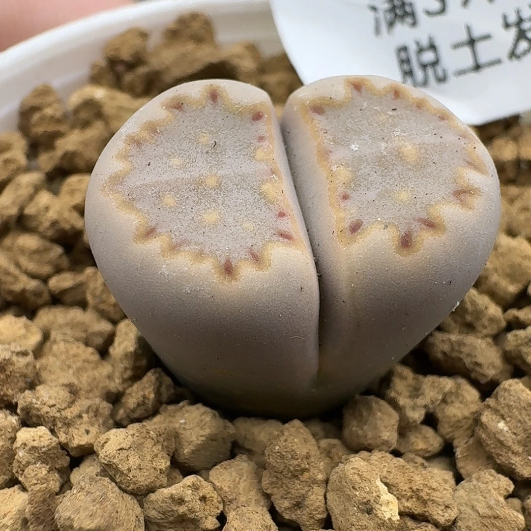 585多肉哈哈哈哈哈哈哈