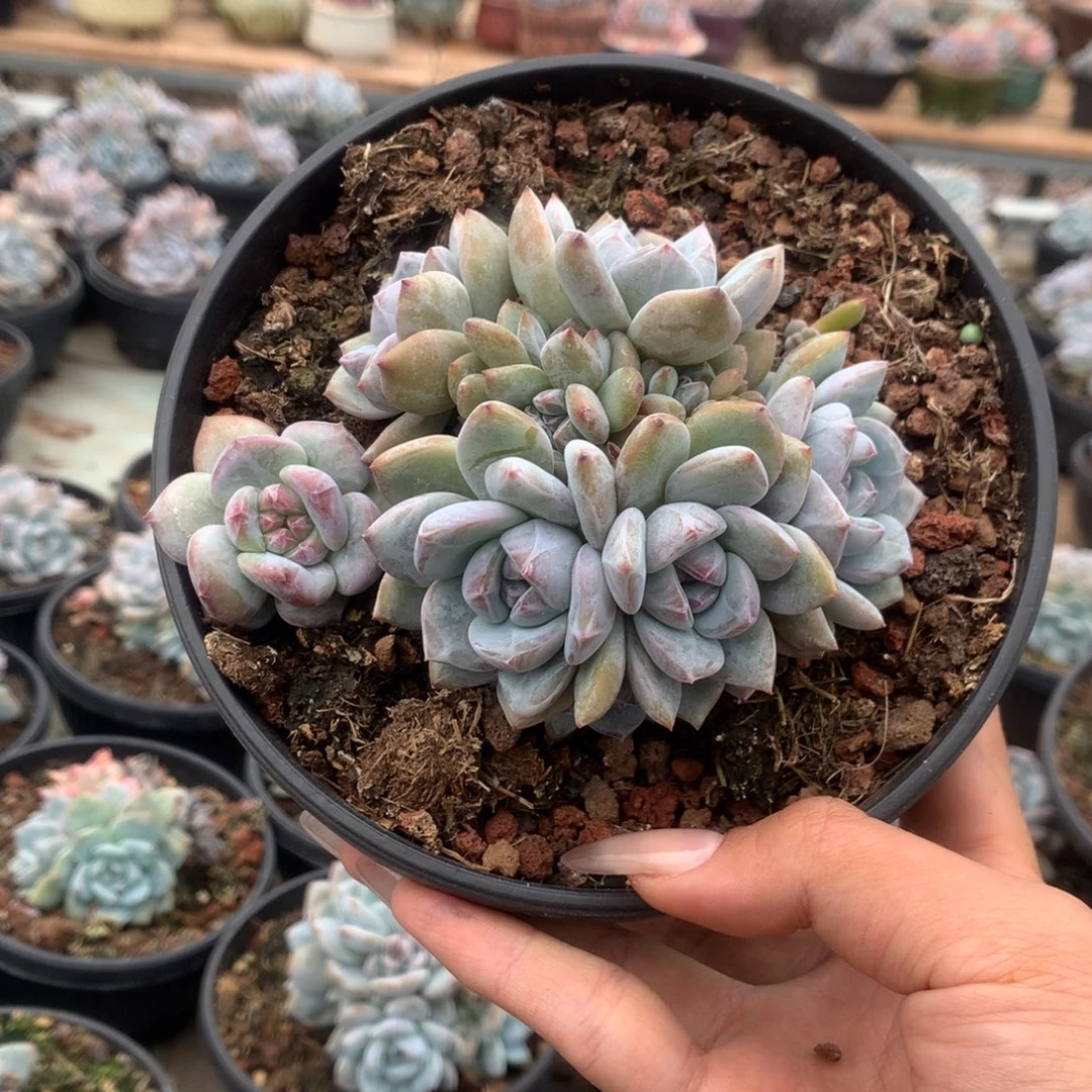 石榴籽无砍小群带崽