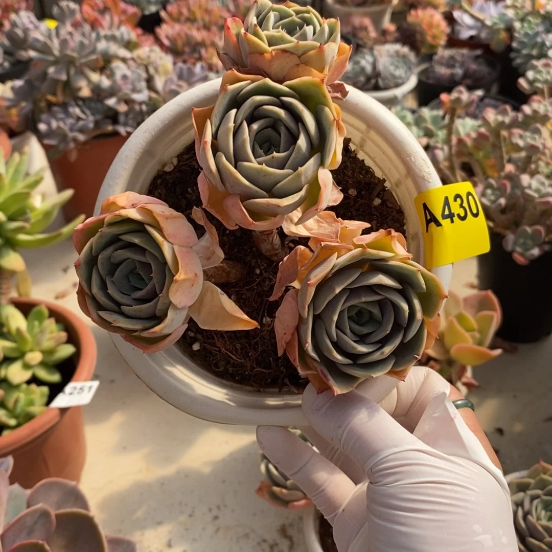 姜***️430蓝色苍鹭一物一拍