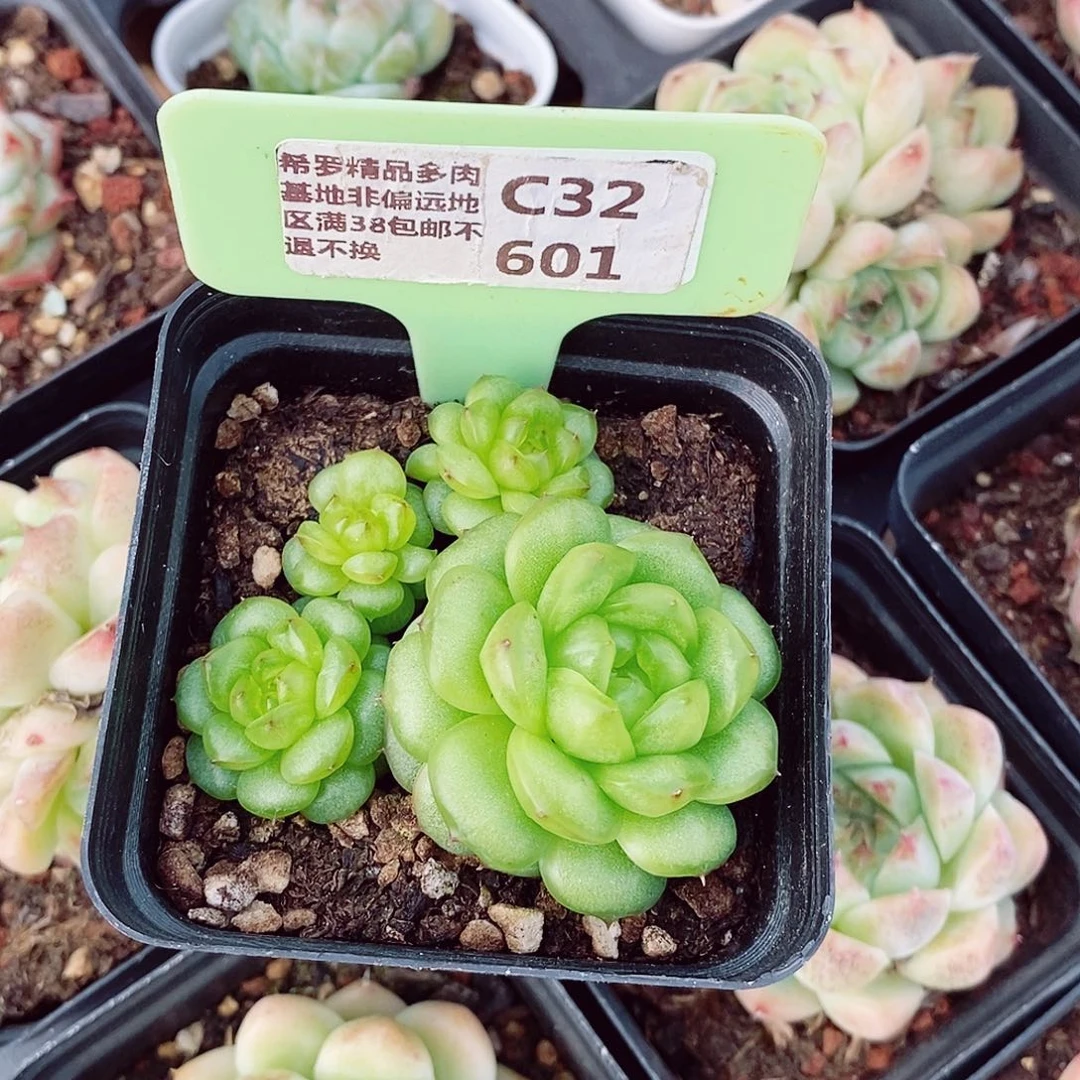 素***?秋冰珍妮5-6cm不包整群