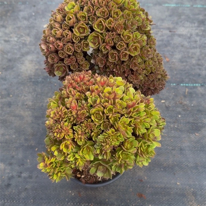 ?****梦法师法师默认瑕疵法师fashi09