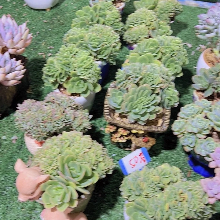 50星娜塔带盆一个多肉