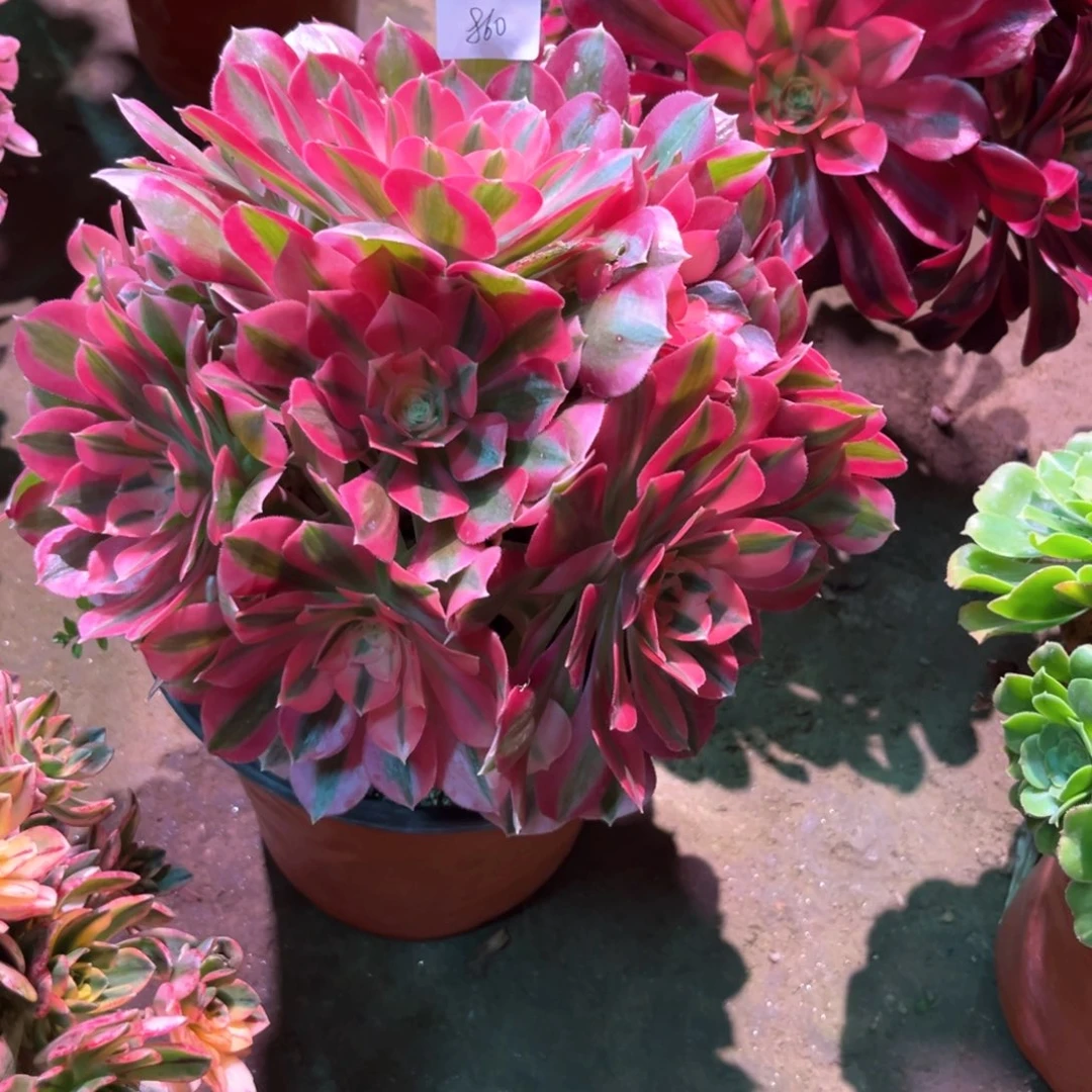 花多肉植物女巫860