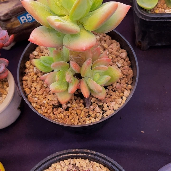 *****多肉植物多肉植物