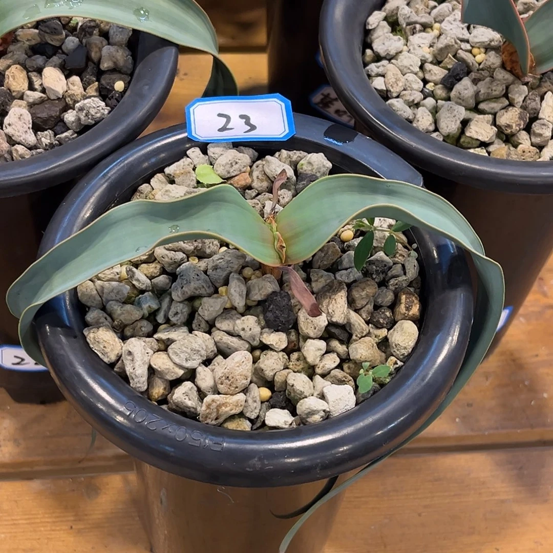 优选百岁兰，海带卷，23