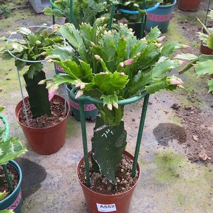 当前无花栽培后可以开花552嫁接074