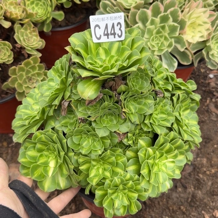 翡翠琉璃……多肉植物……