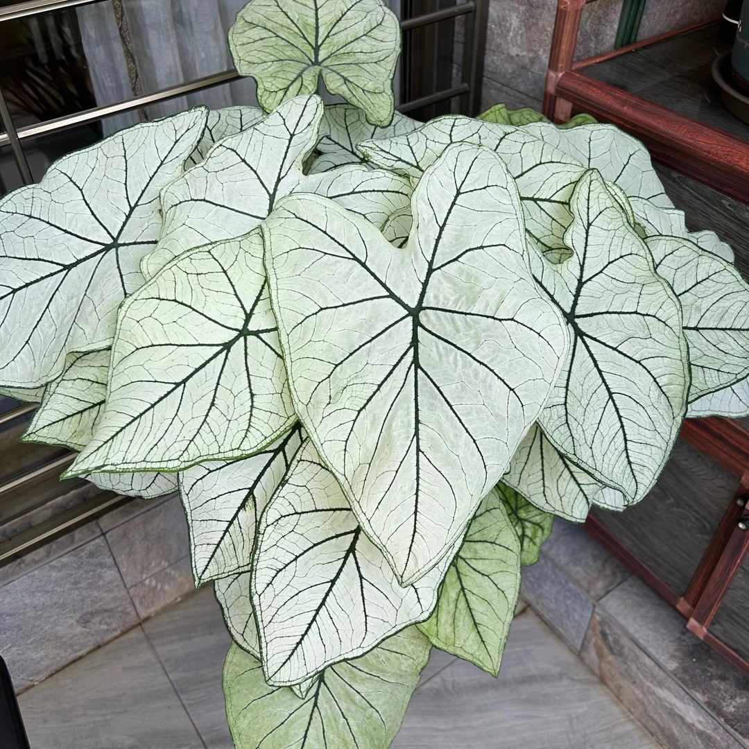 彩叶芋  白色恋人盆栽  种球直径5-6 带盆土叶子发货