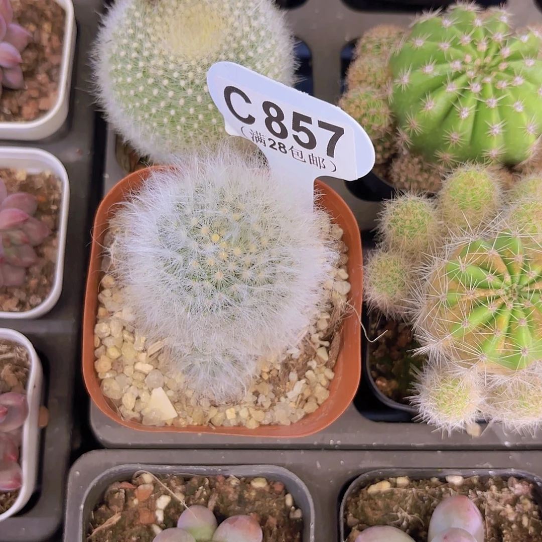 C857高尔夫一物一拍