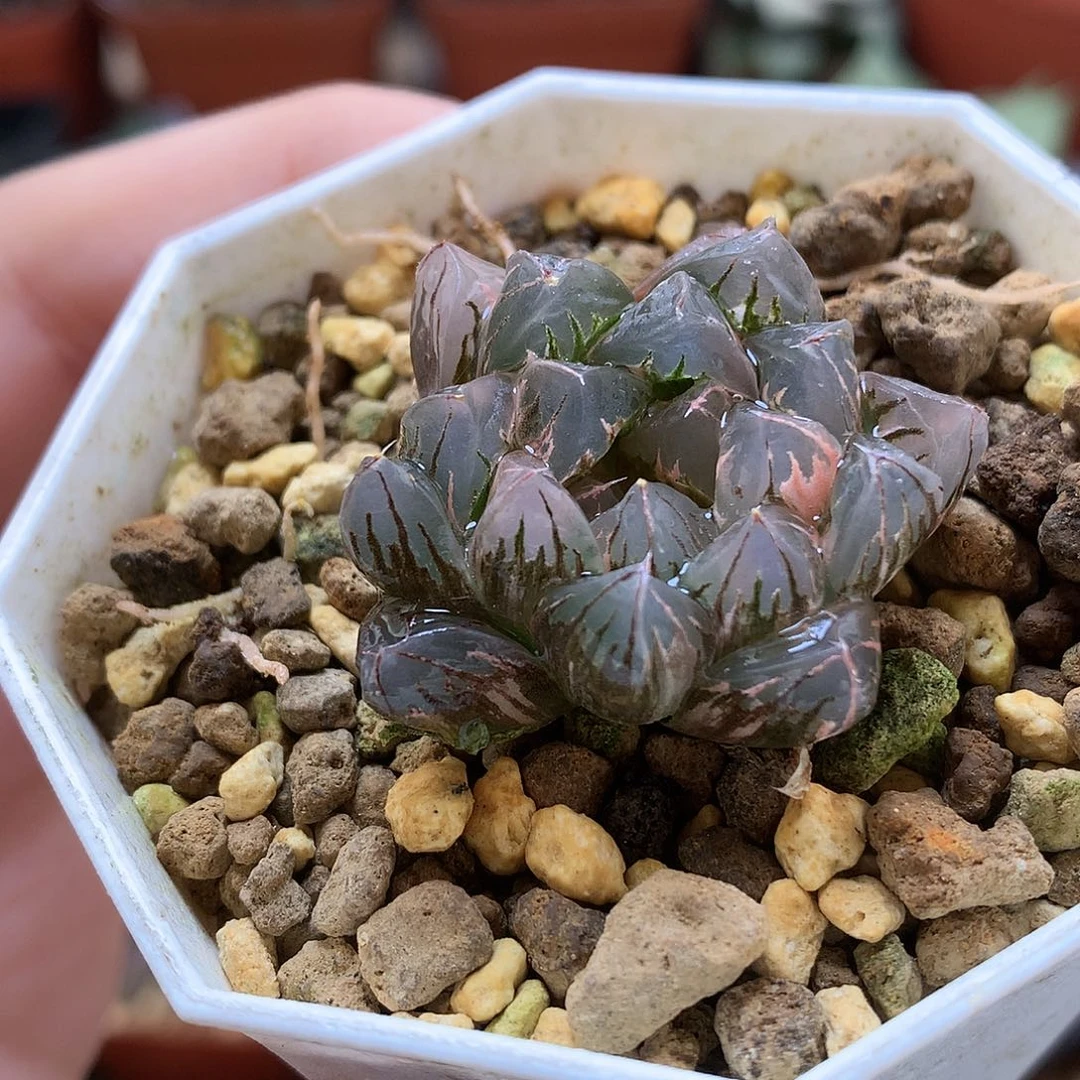 北极之光玉露锦带盆土发货