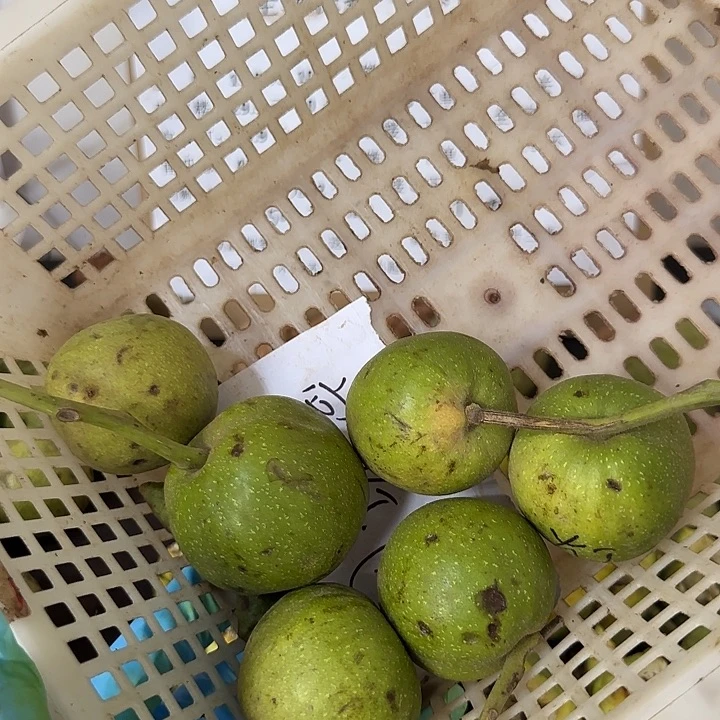 吊坠文玩核桃宫灯6小