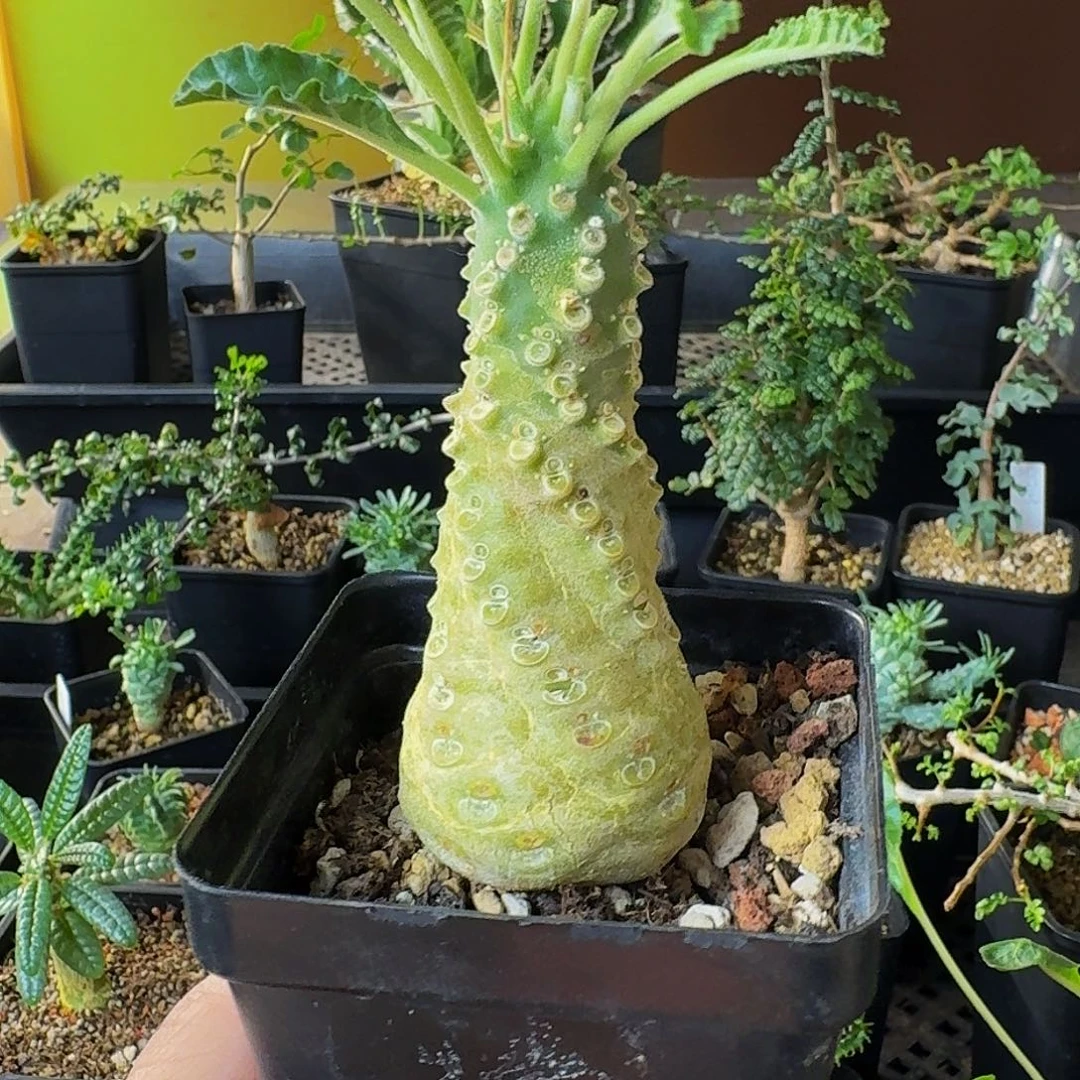 椰子味 实生椰子琉桑带盆土包邮