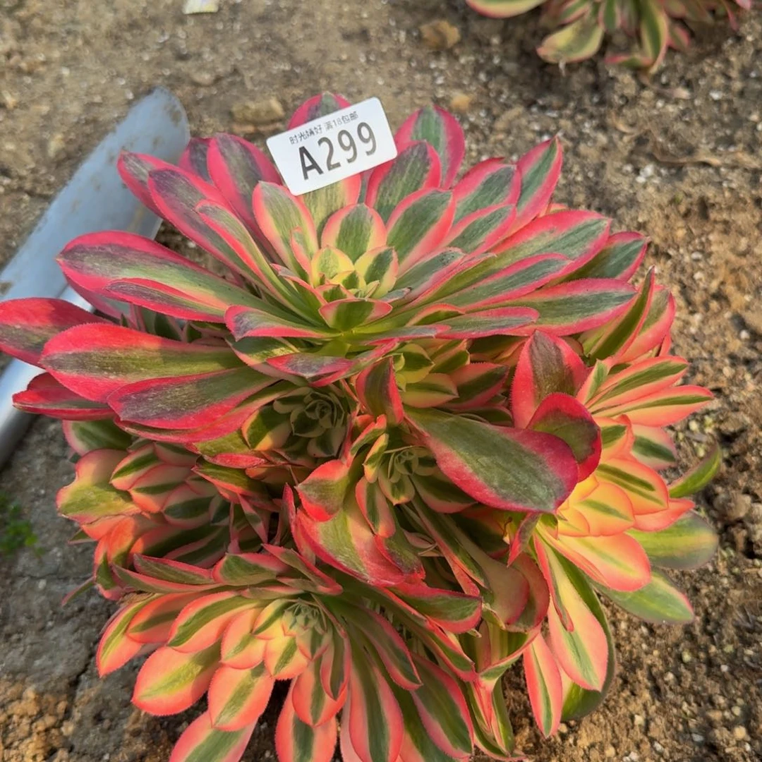 299女巫。多肉植物