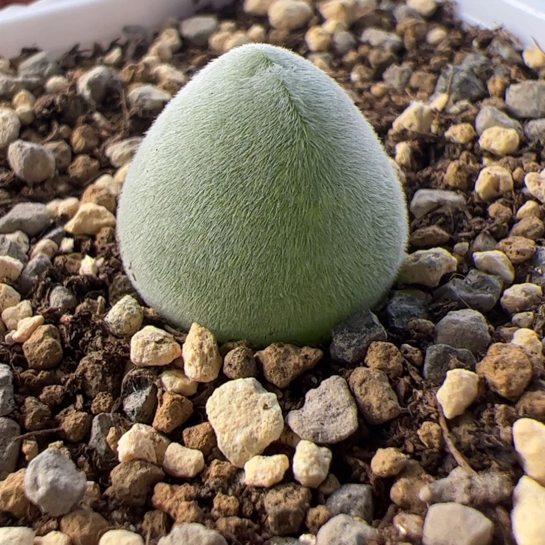 11.27特价宝辉多肉植物78