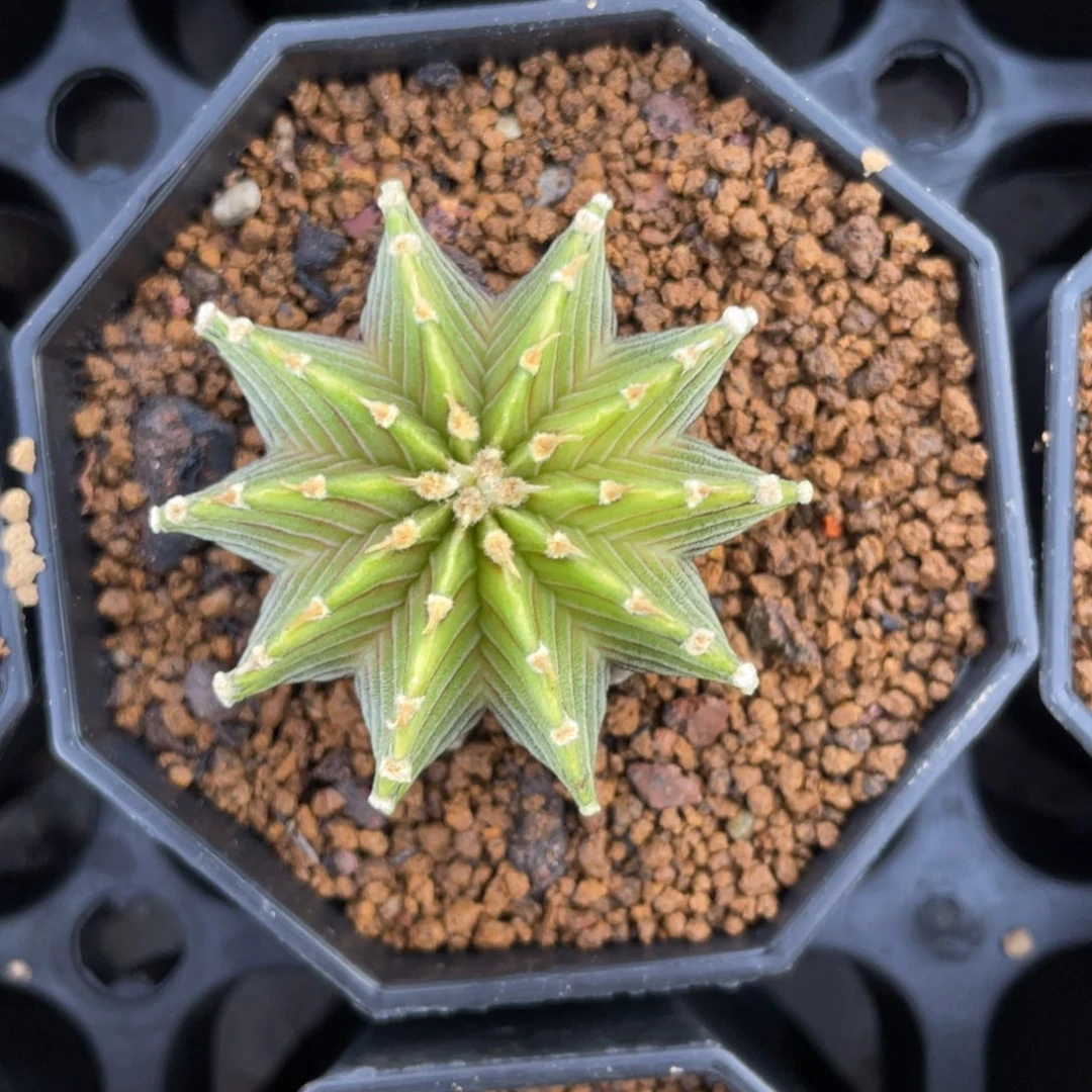 当前无花朵，栽培后可花朵柠檬肋骨